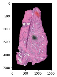 _images/histology-prototype-001-1-padded-final.jpeg